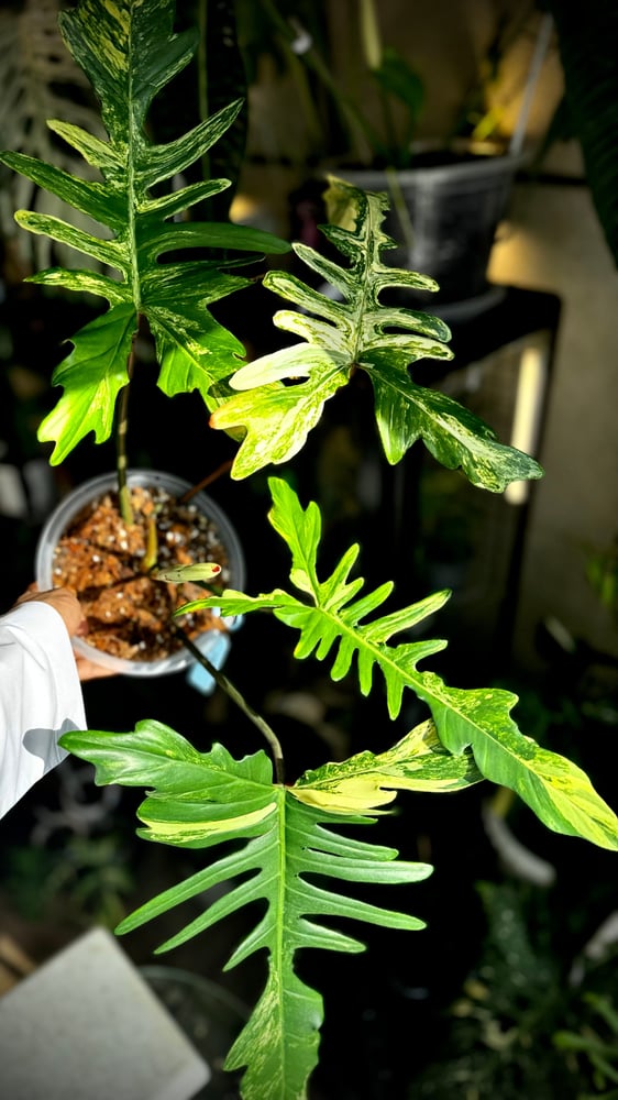 Philodendron Chaos (Florida x Mayoi)
