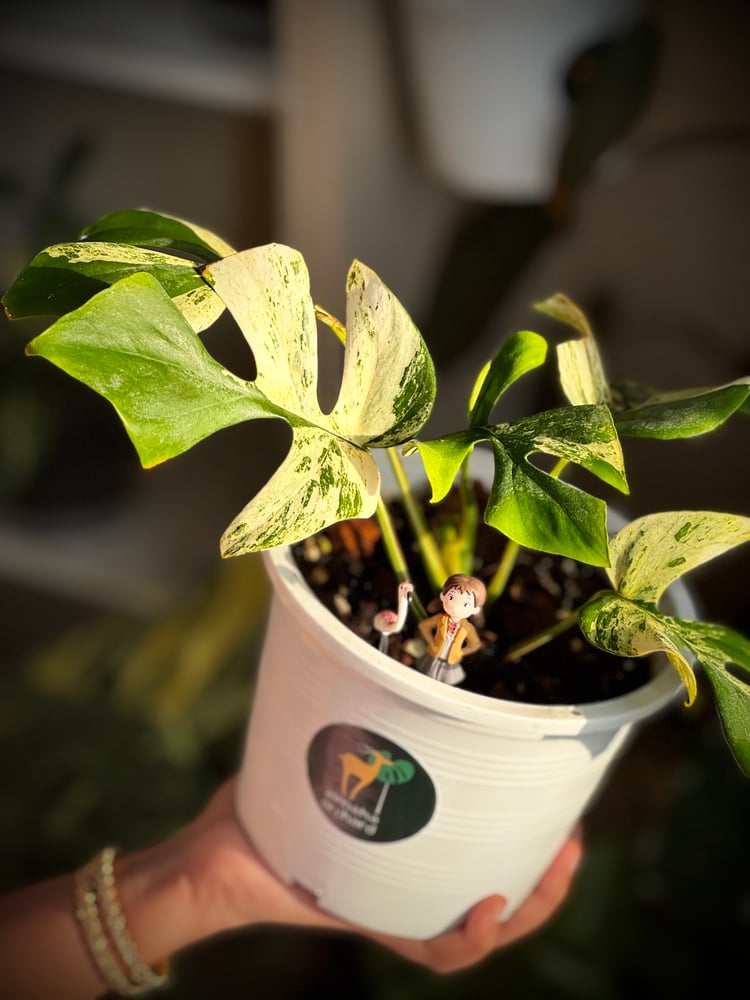 MONSTERA GINNY MIGMA