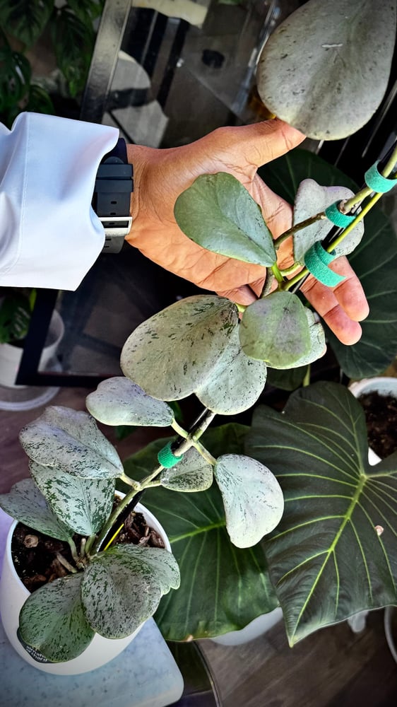 HOYA CHIANG DAO SILVER
