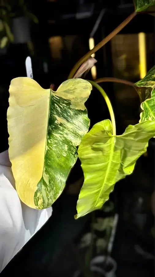 PHILODENDRON HYBRID Marron