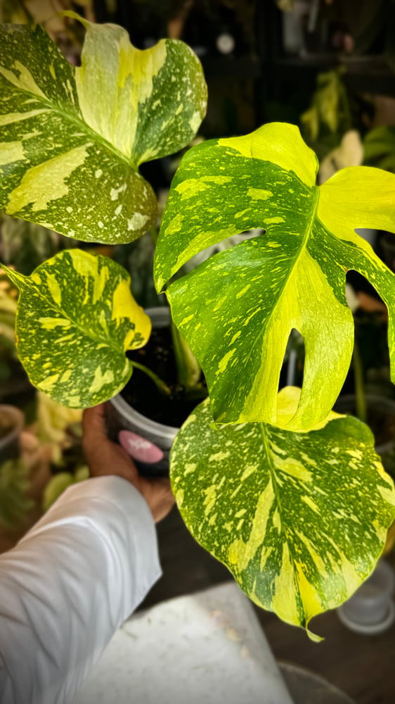 MONSTERA ELECTROLYTE