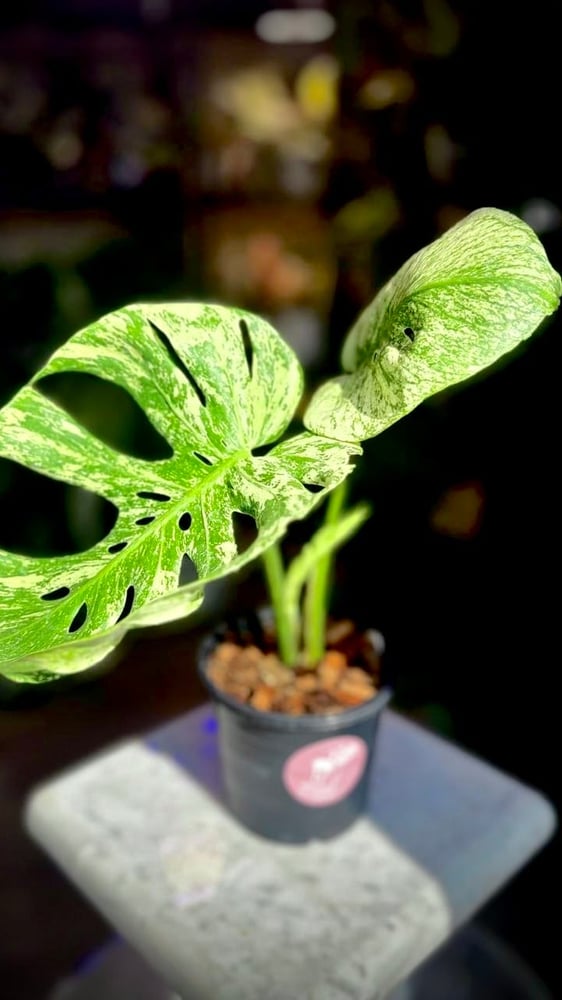 MONSTERA MINT SIAM