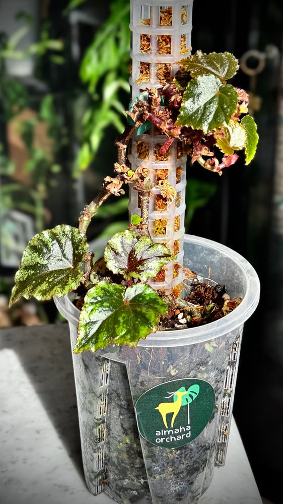 BEGONIA REX MIX VARIETIES