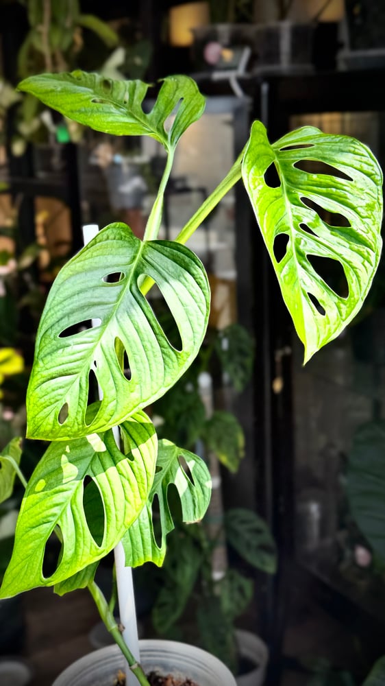 monstera lechleriana