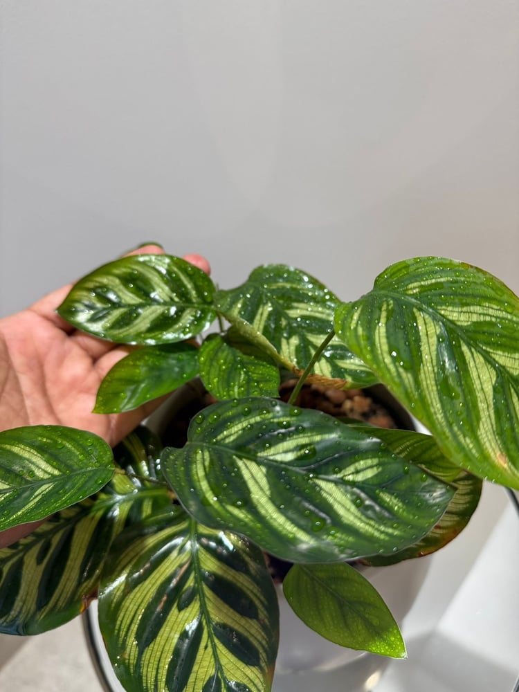 Calathea makoyana