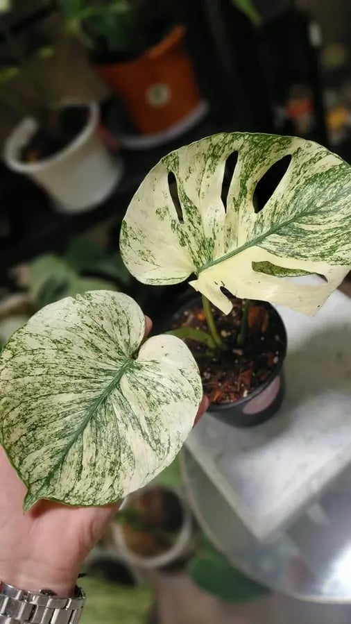 MONSTERA MINT SIAM