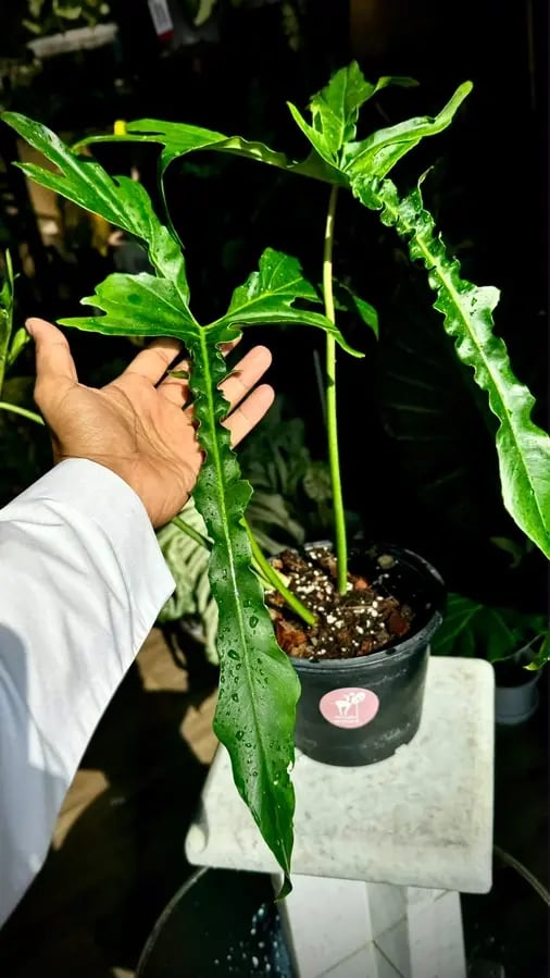 PHILODENDRON BELLE ISLE