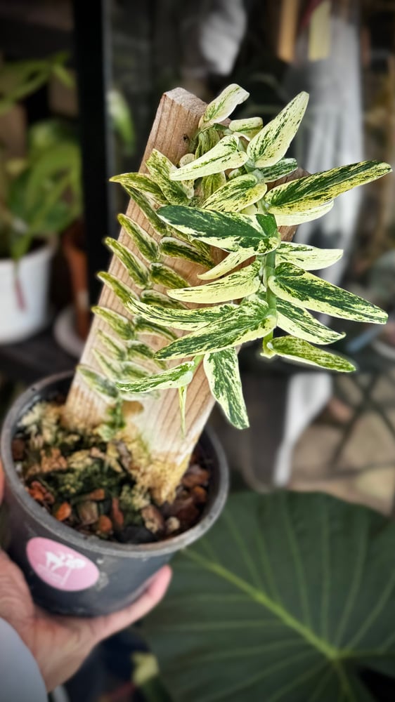 RHAPHIDOPHORA TENUIS ALBO