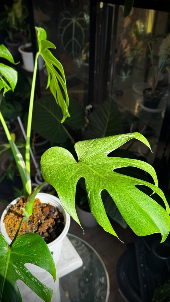 MONSTERA SILVER STAR