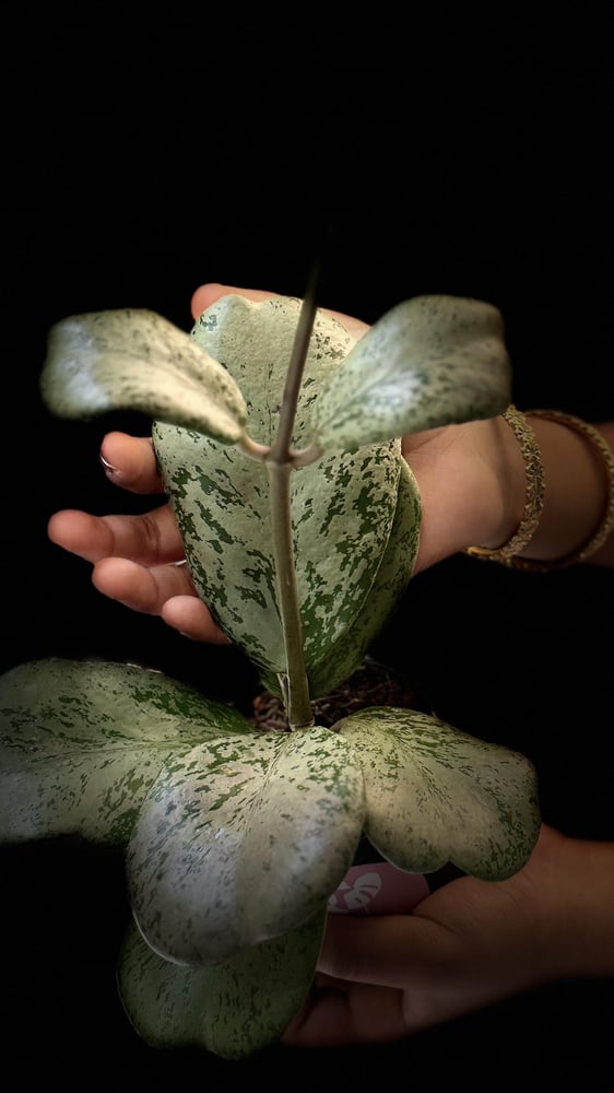HOYA CHIANG DAO SILVER
