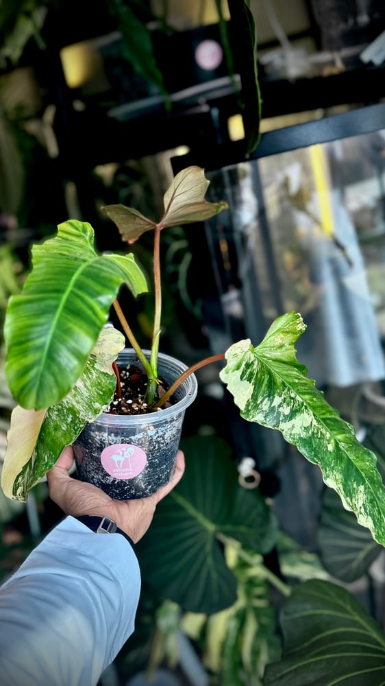 PHILODENDRON HYBRID Marron