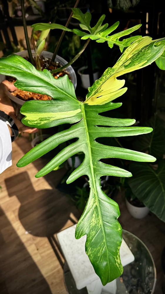 Philodendron Chaos (Florida x Mayoi)