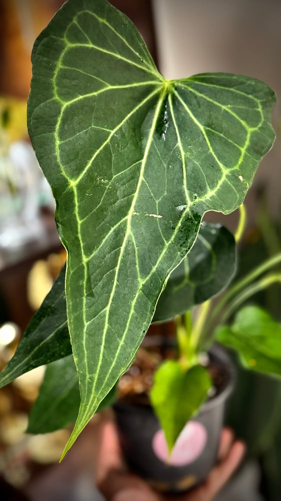 ANTHURIUM DELTA FORCE