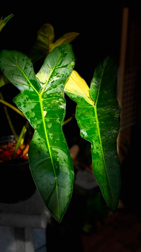 PHILODENDRON FLORIDA X BILLIETIAE