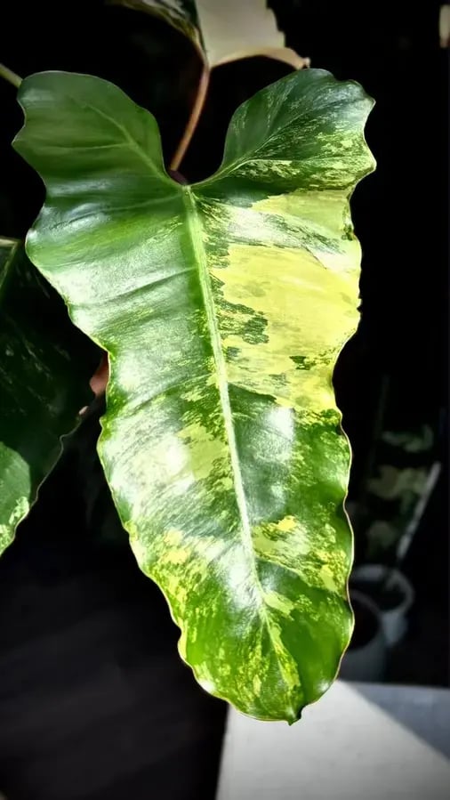 PHILODENDRON HYBRID Marron