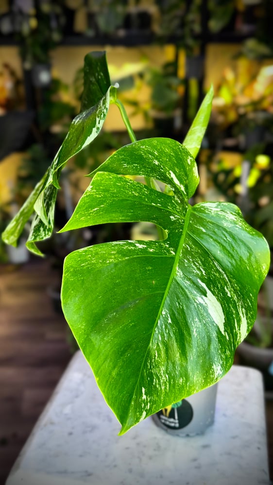 Monstera Albo