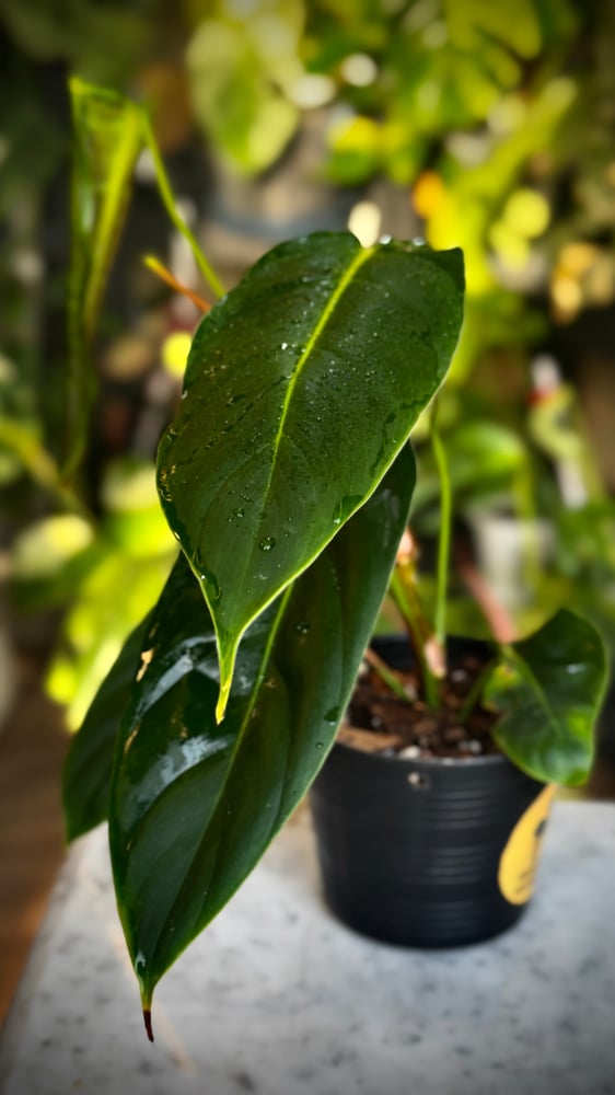 PHILODENDRON PATRICIAE