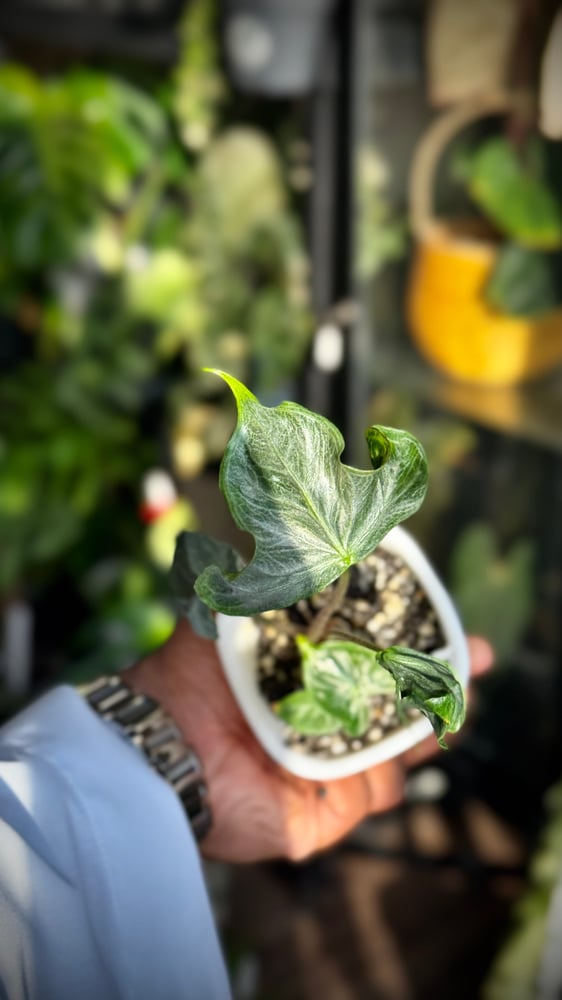 ALOCASIA HOLY GRAIL