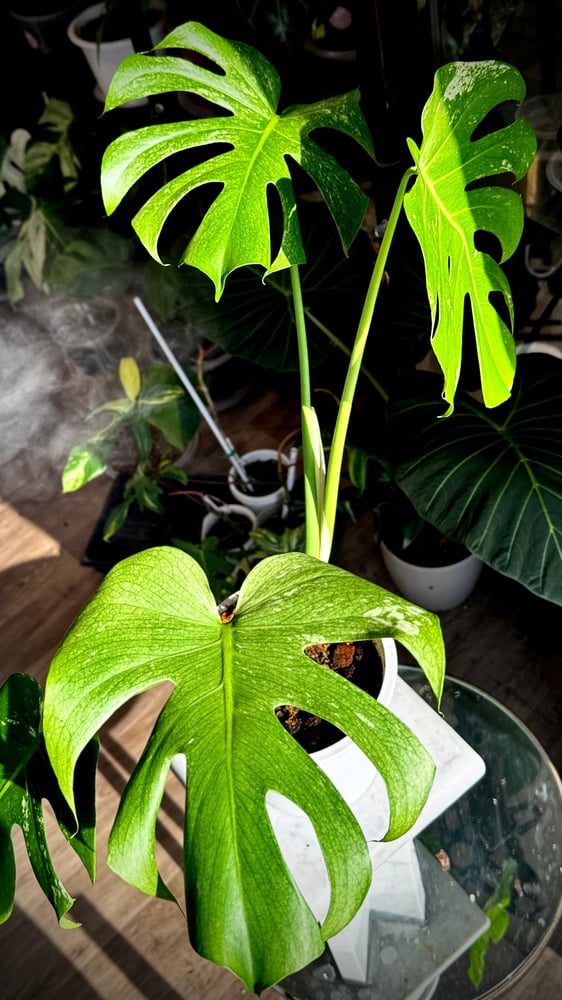MONSTERA SILVER STAR