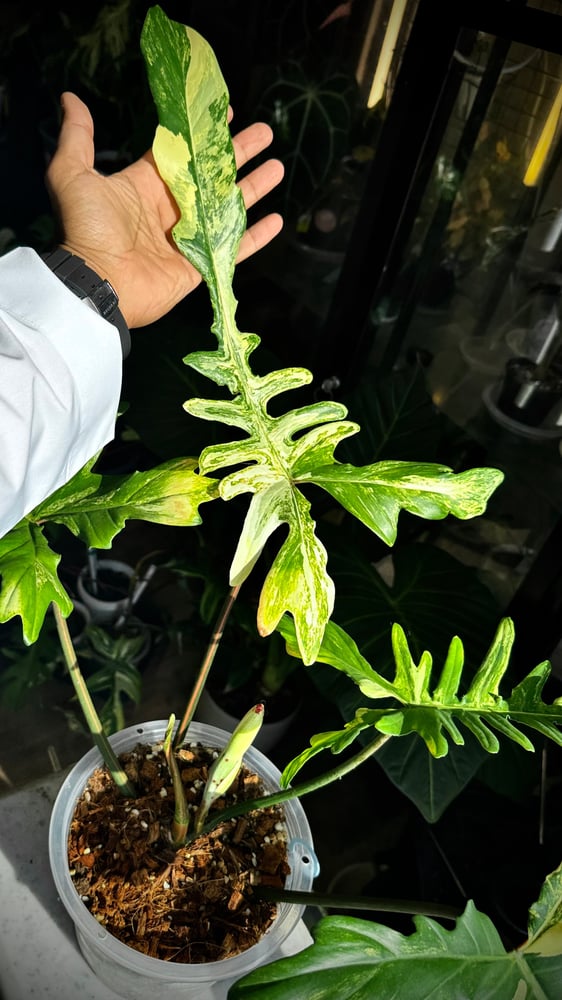 Philodendron Chaos (Florida x Mayoi)