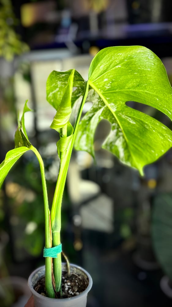 Monstera Albo