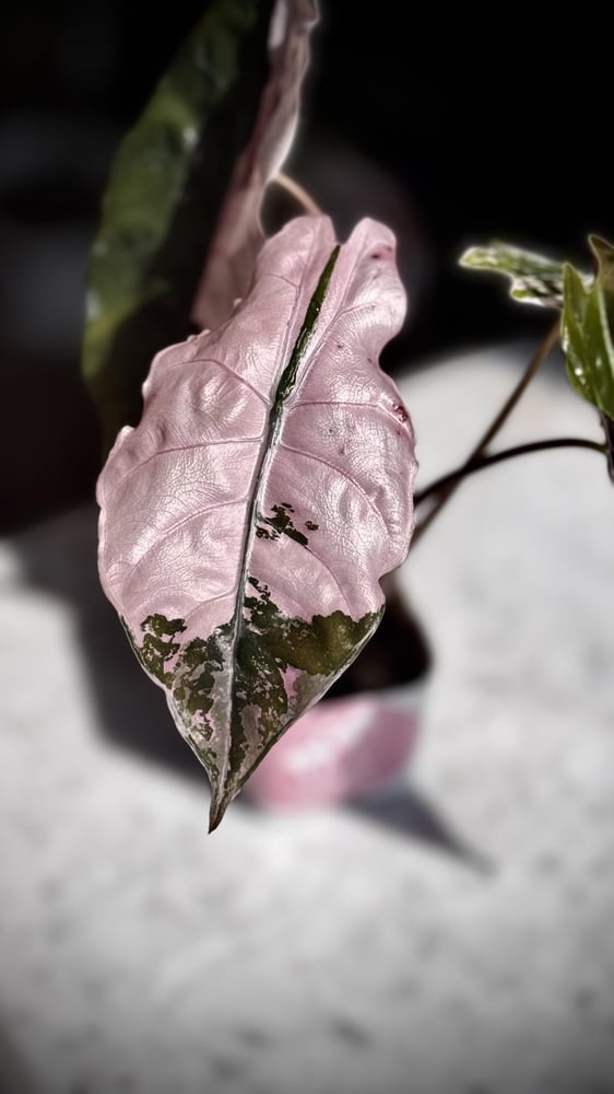 ALOCASIA CHANTRIERI