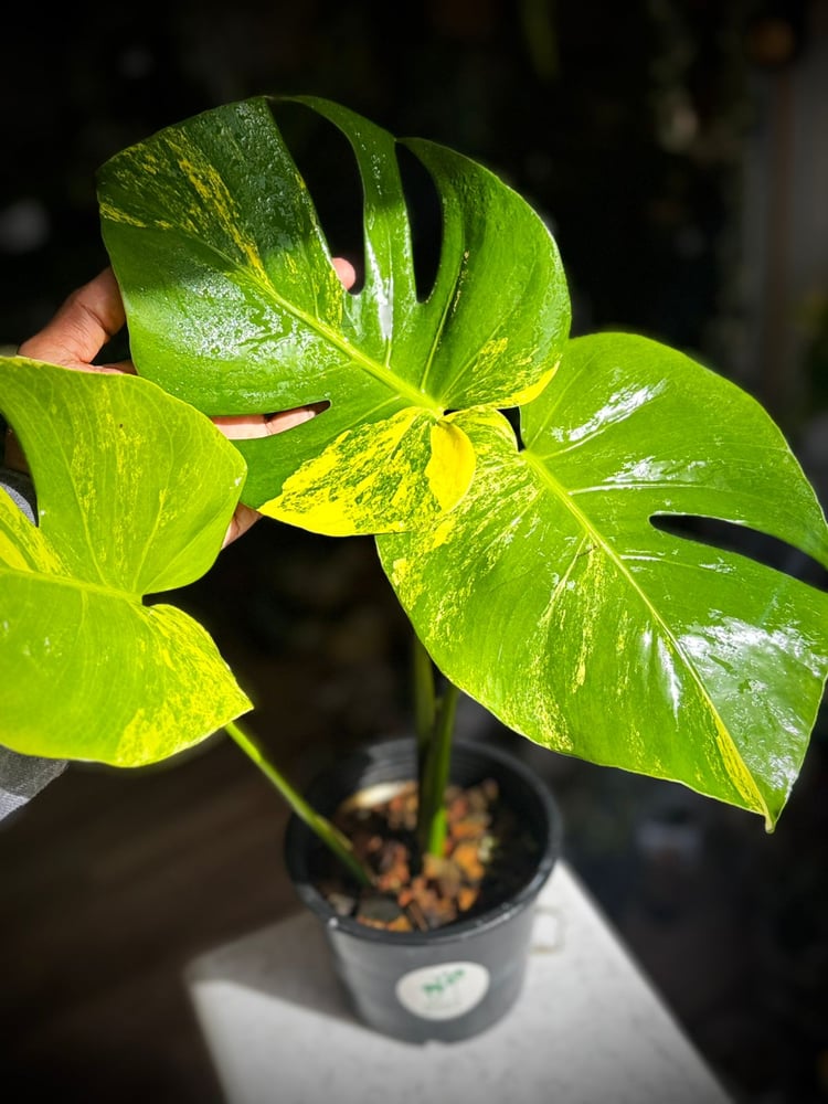 MONSTERA POMPOM
