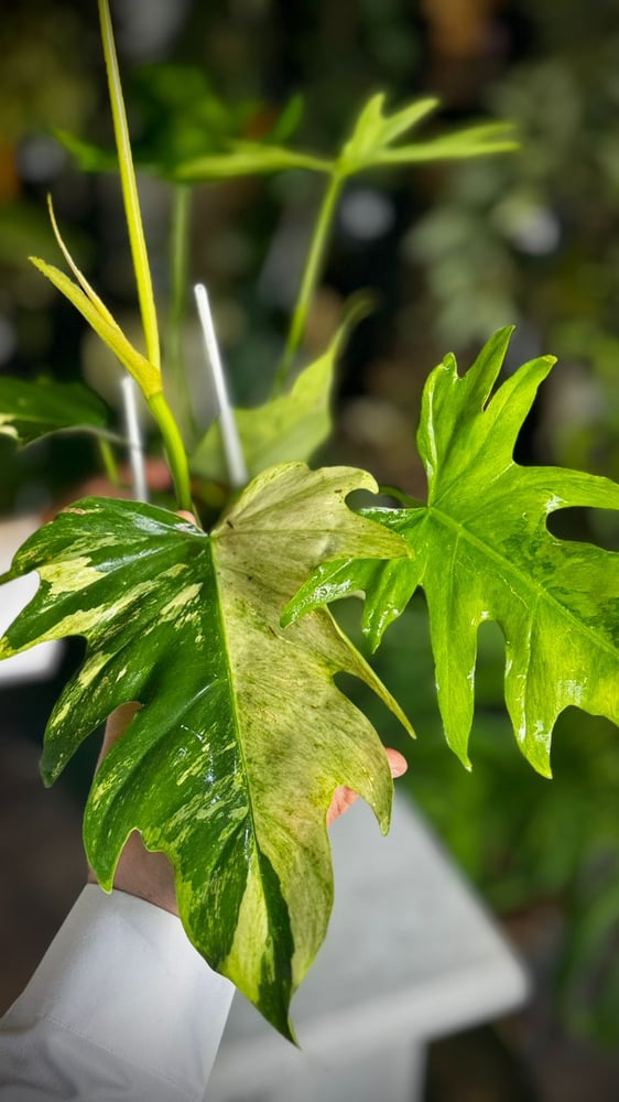 PHILODENDRON FLORIDA x BIPINNATIFIDUM