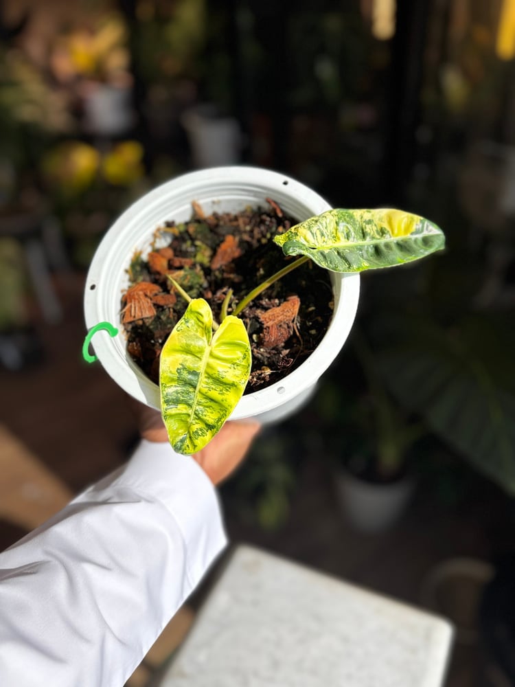 PHILODENDRON BILLIETIAE VARIEGATED