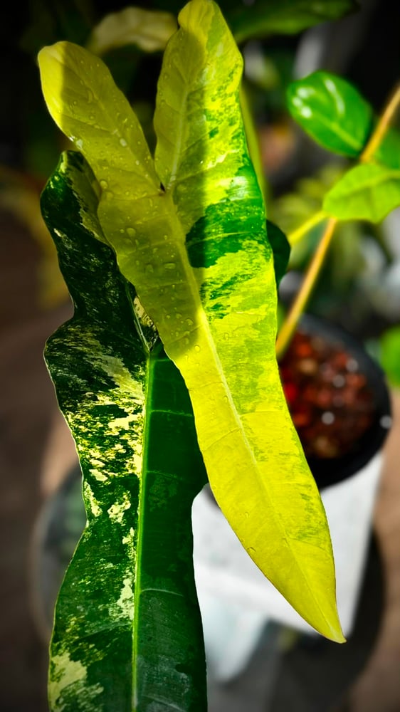 PHILODENDRON FLORIDA X BILLIETIAE