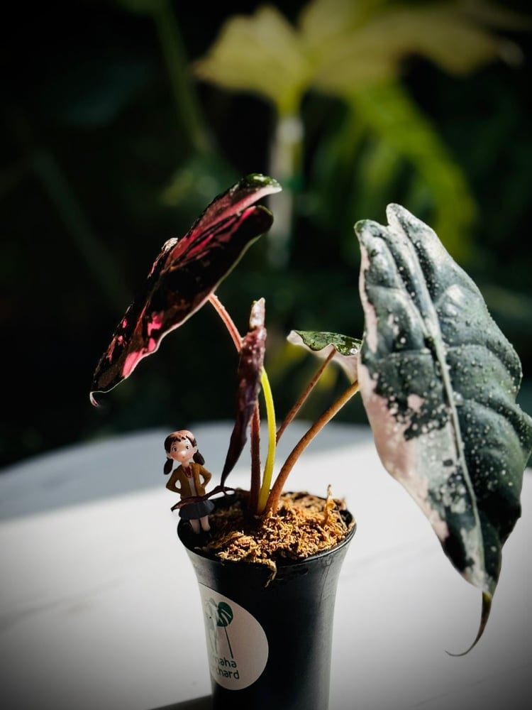 Alocasia Chantrieri variegated