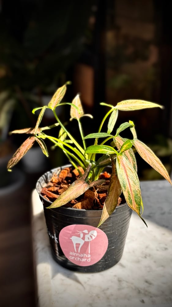 Syngonium Dark Cherry