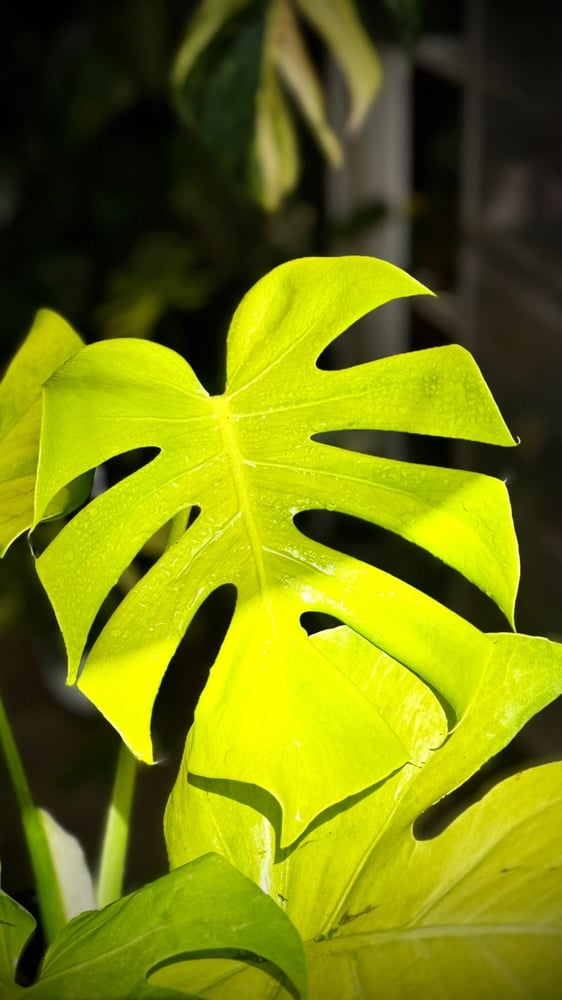 MONSTERA BANANA