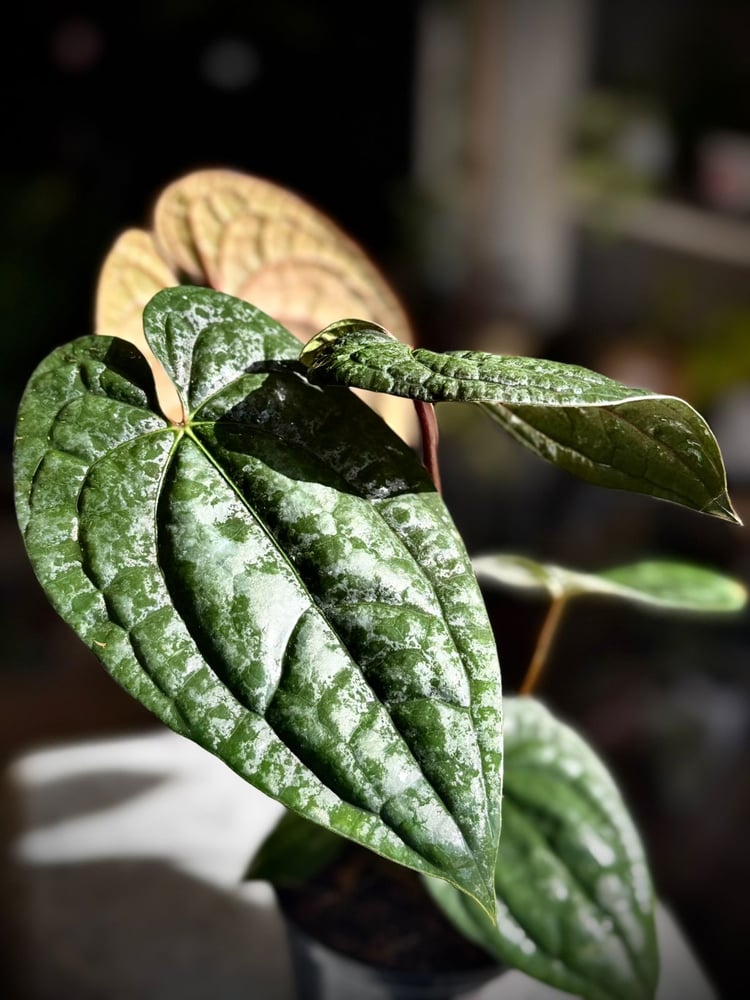ANTHURIUM HYBRID MIX