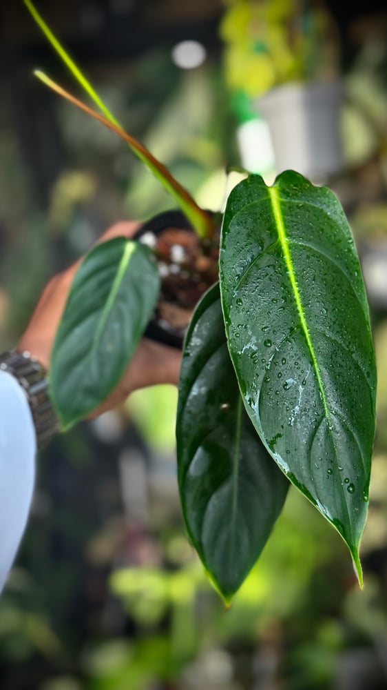 PHILODENDRON PATRICIAE