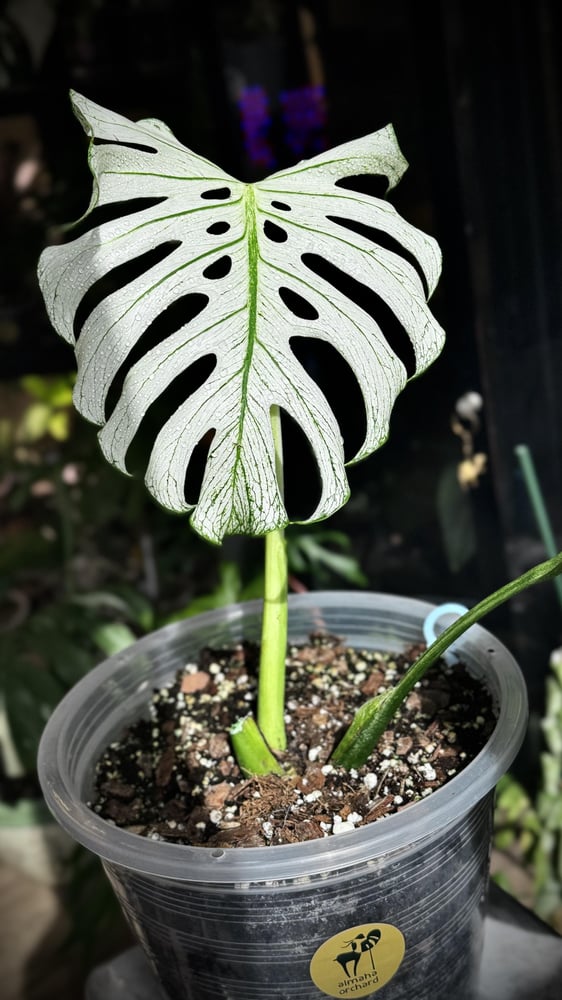 MONSTERA DEVIL MONSTER