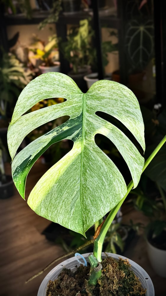MONSTERA DELICIOSA MINT