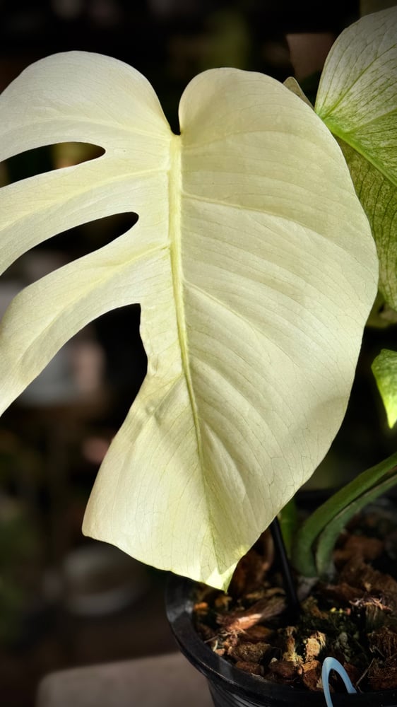 MONSTERA DELICIOSA FULL MINT