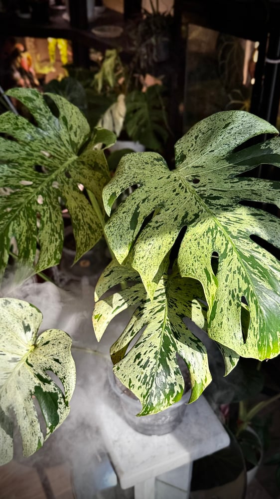 MONSTERA VIETCIOSA