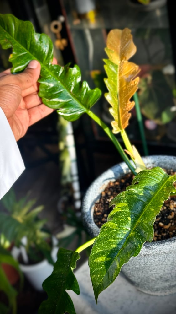 philodendron ring of fire