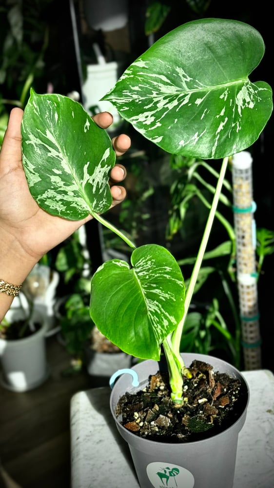 MONSTERA BULBOSAUR