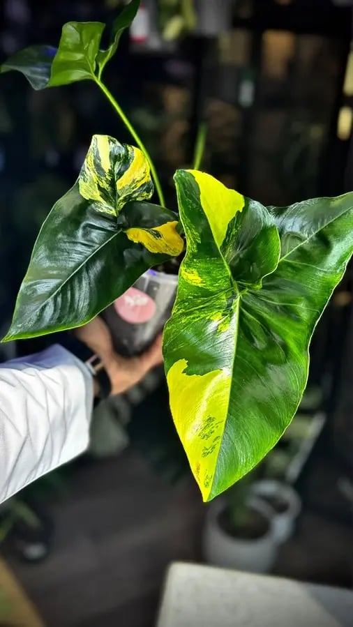 PHILODENDRON Angela Variegated