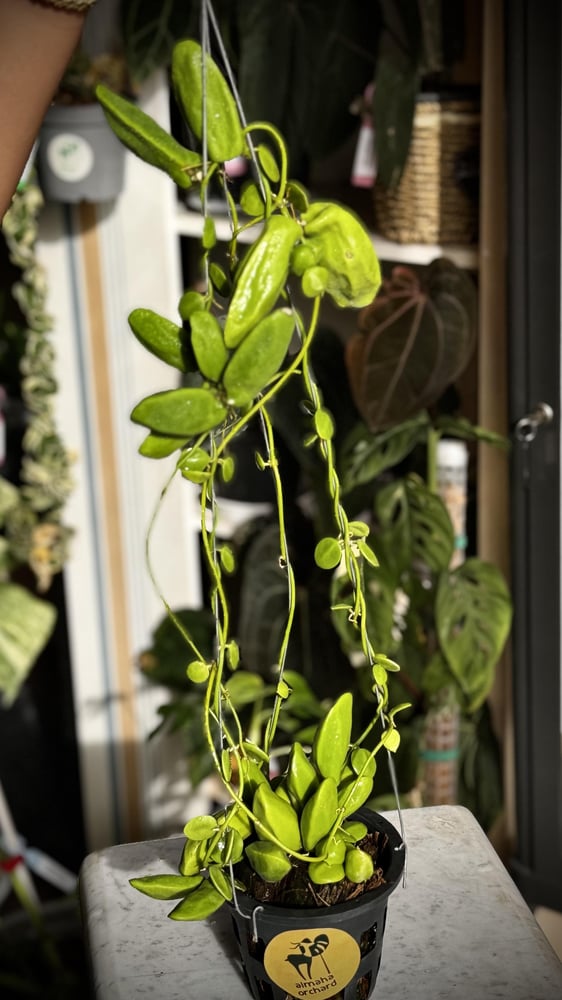 DISCHIDIA RAFFLESIANA