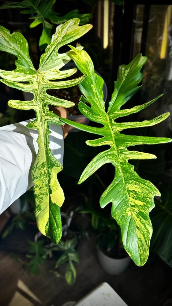 Philodendron Chaos (Florida x Mayoi)
