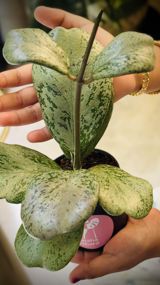 HOYA CHIANG DAO SILVER