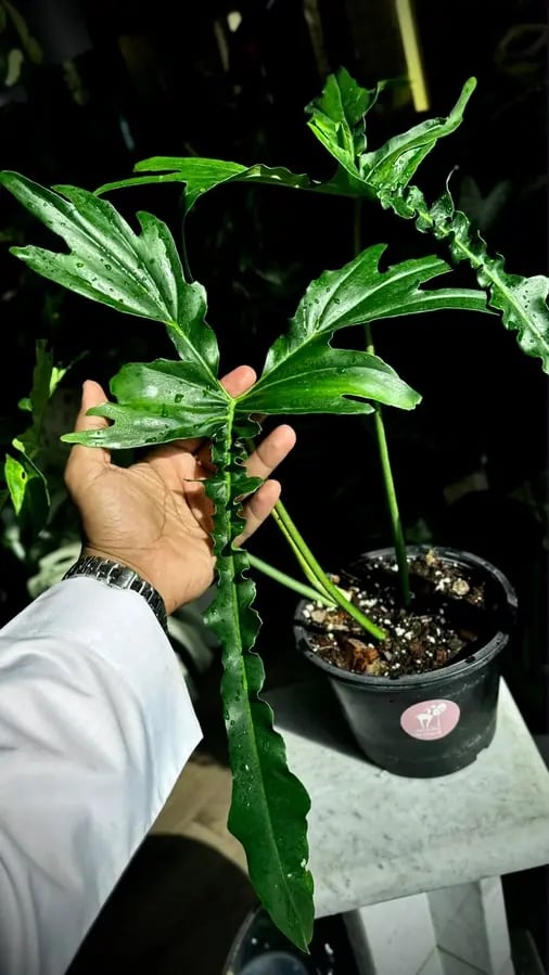PHILODENDRON BELLE ISLE