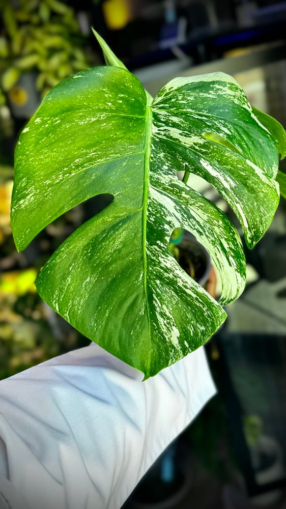 Monstera Albo