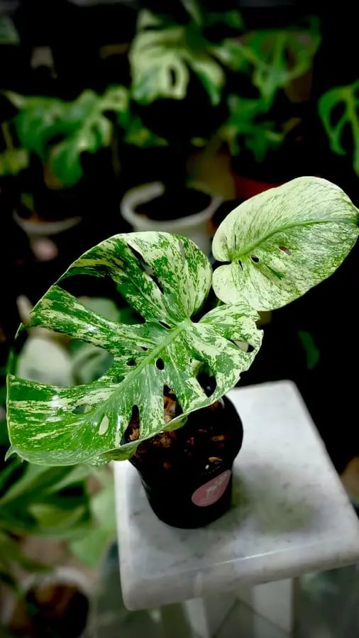 MONSTERA MINT SIAM