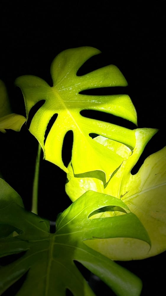 MONSTERA BANANA