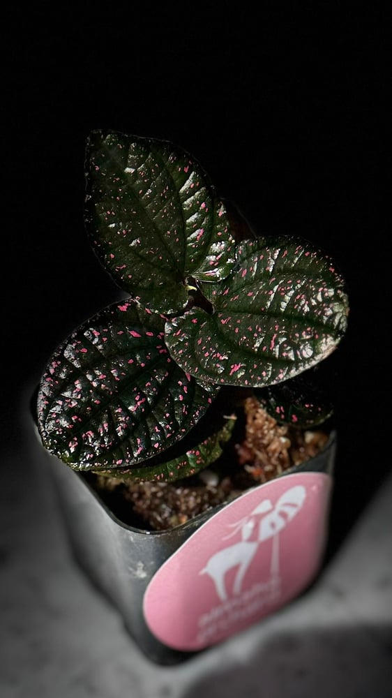 PIPER SP PINK PAPUA
